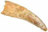 Fossil Spinosaurus Tooth - Real Dinosaur Tooth #366494-1